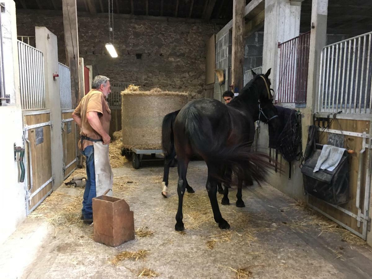 Ferme Gite Equestre En Charente Confolens Bagian luar foto